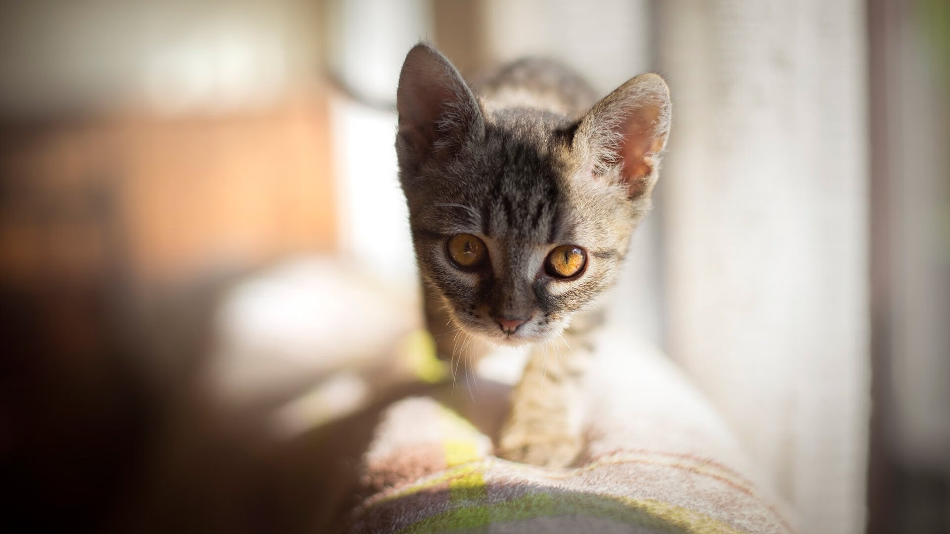 布克狂轰55分撕裂黄蜂防线，公牛主场迎关键胜利