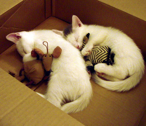 血与沙，克罗地亚与爱尔兰的绿茵鏖战，一场关乎荣耀与生存的年度焦点