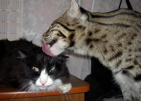 绝杀!接管!贝蒂斯压哨奇迹与帕尔默抢七封神记