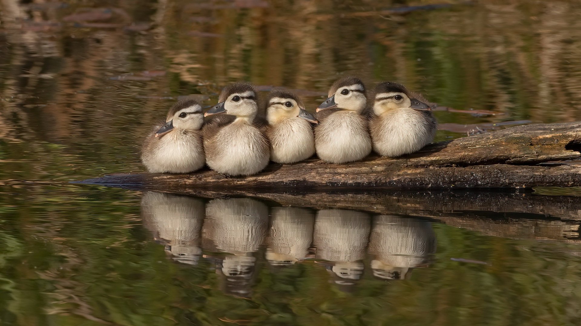 寂静壁垒与惊天封盖，戈贝尔的欧冠决赛救赎之夜