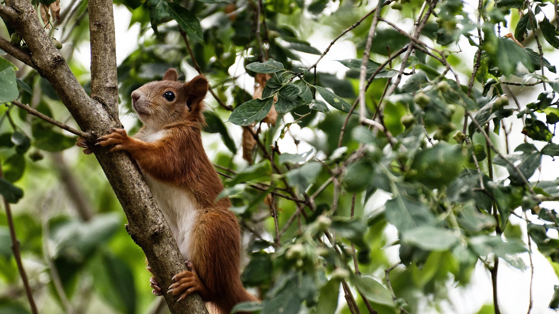 生死战中的钢铁防线，阿森纳取胜南非，皮克锁死对手
