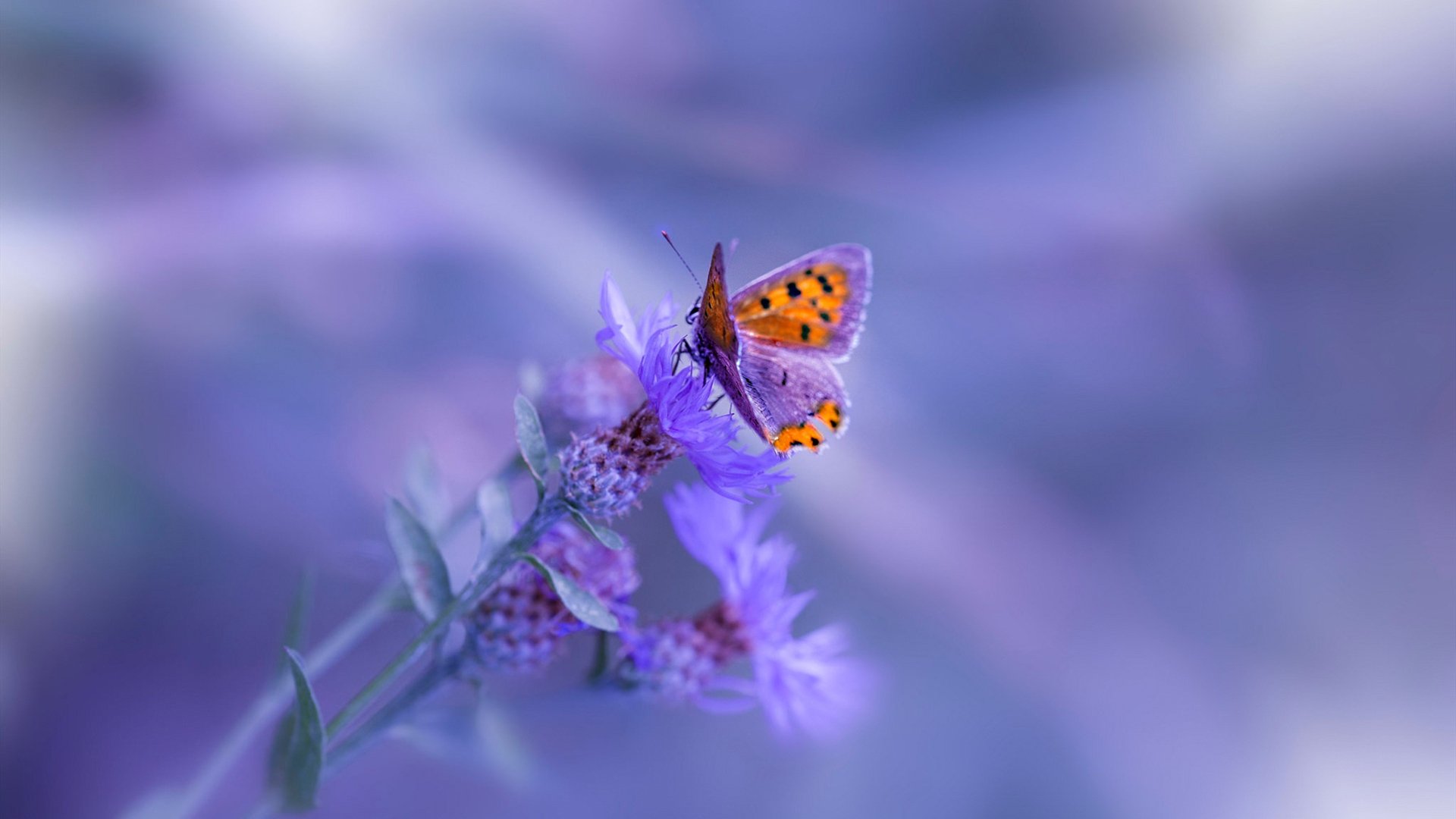 全球竞技场上的对决，NBA总决赛焦点战与埃及击溃摩纳哥的启示