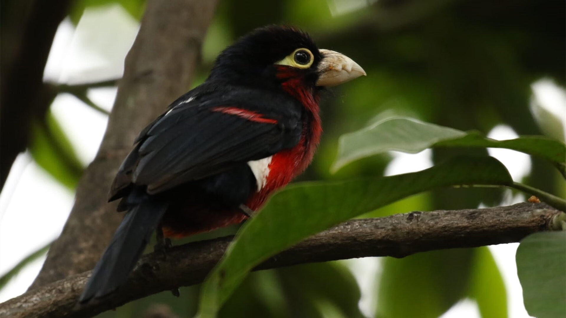 绝杀之夜，班凯罗一球封神，从高顺位状元到真正的关键先生