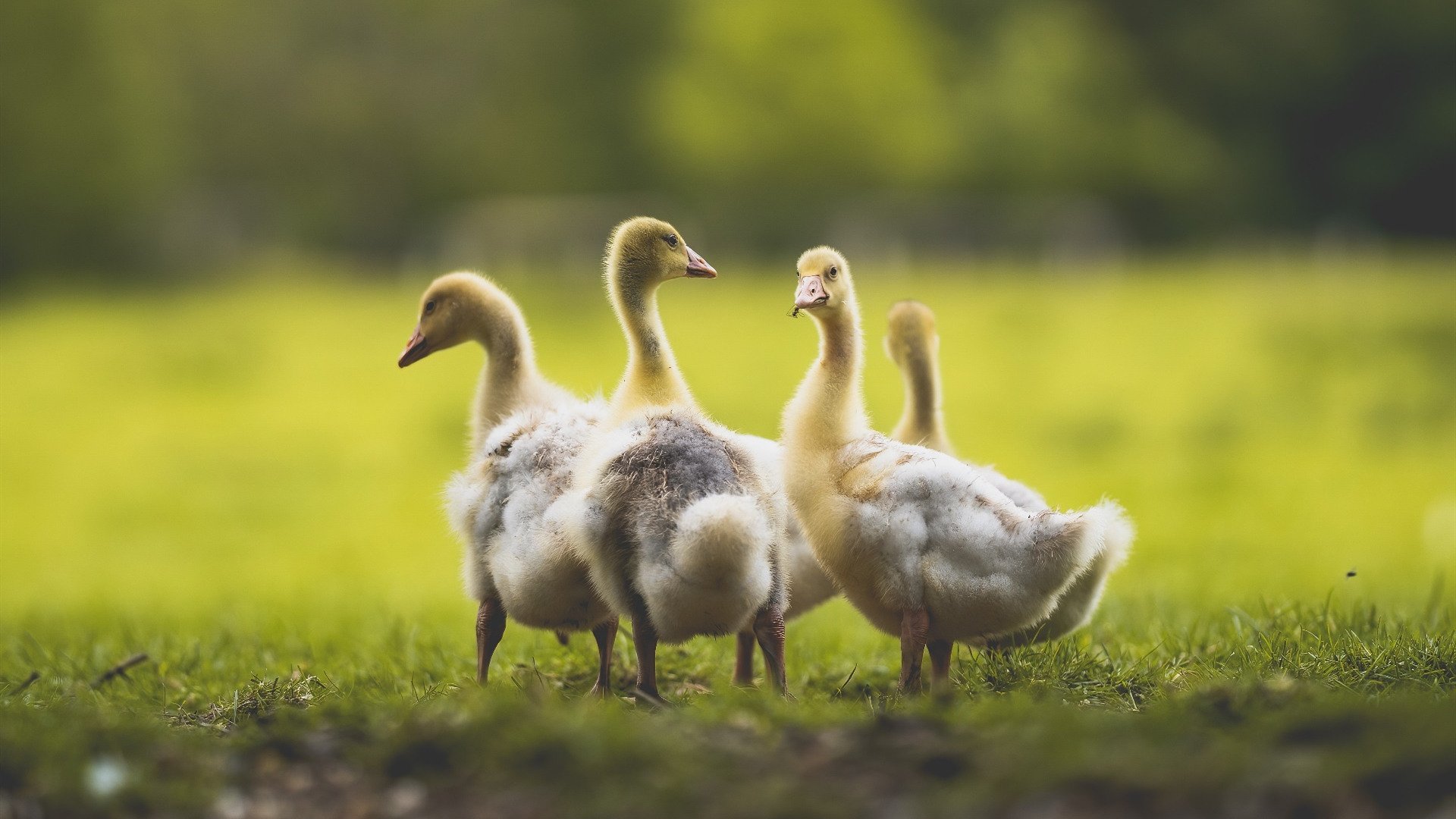 绝杀时刻！牙买加补时逆转克罗地亚，美加墨世界杯焦点战引爆全球
