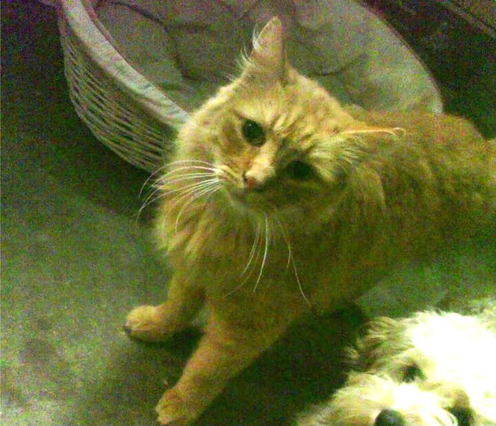 圣塞巴斯蒂安雨夜，库尔图瓦与时间握手言和