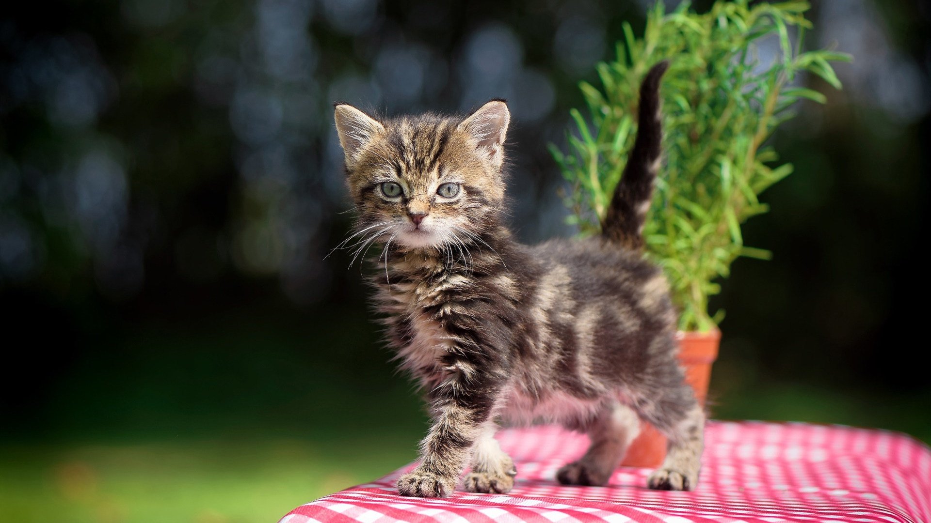 布伦森独揽攻防破局，快船鏖战猛龙背后的隐形主宰