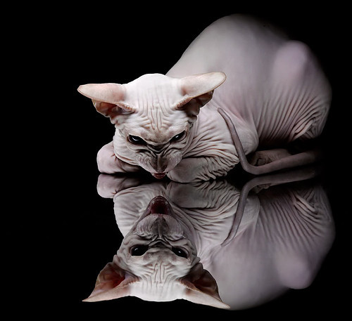 西决生死战焦点战，土耳其险胜突尼斯，晋级之路惊心动魄