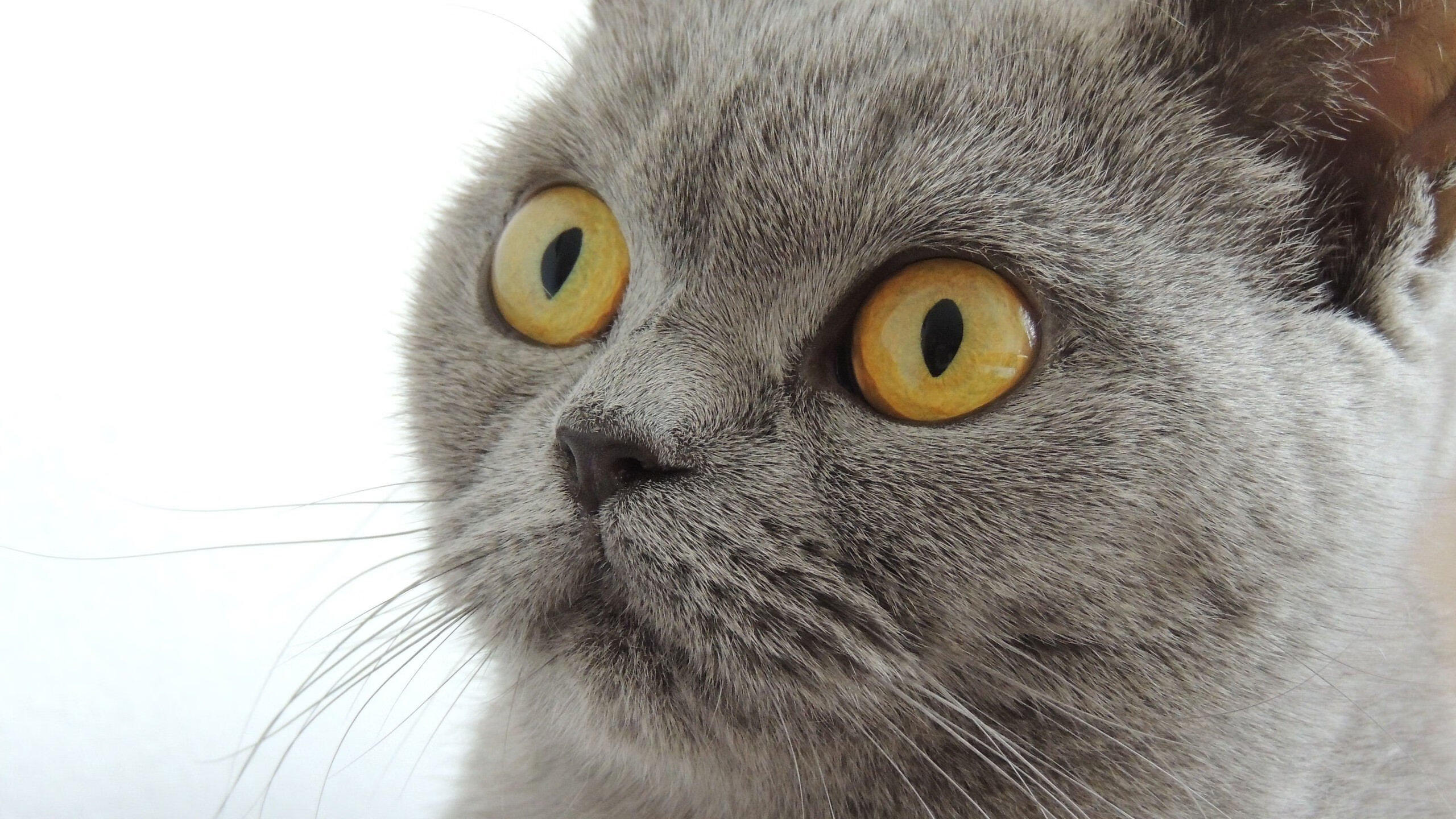 锡安制胜一击，开拓者决胜局力克国王