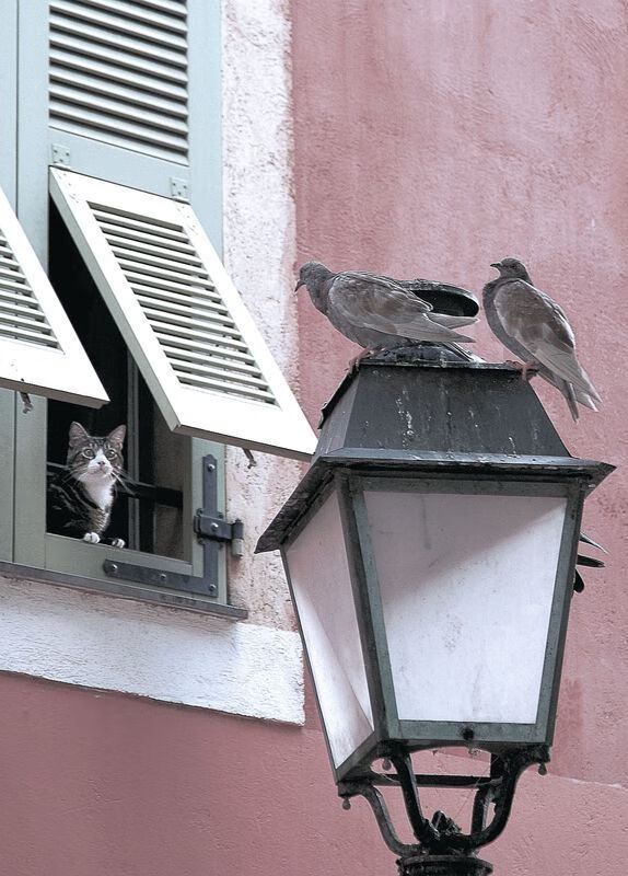 体育史上的奇幻一天，苏格兰生死战取胜拜仁，厄德高在NBA总决赛接管比赛