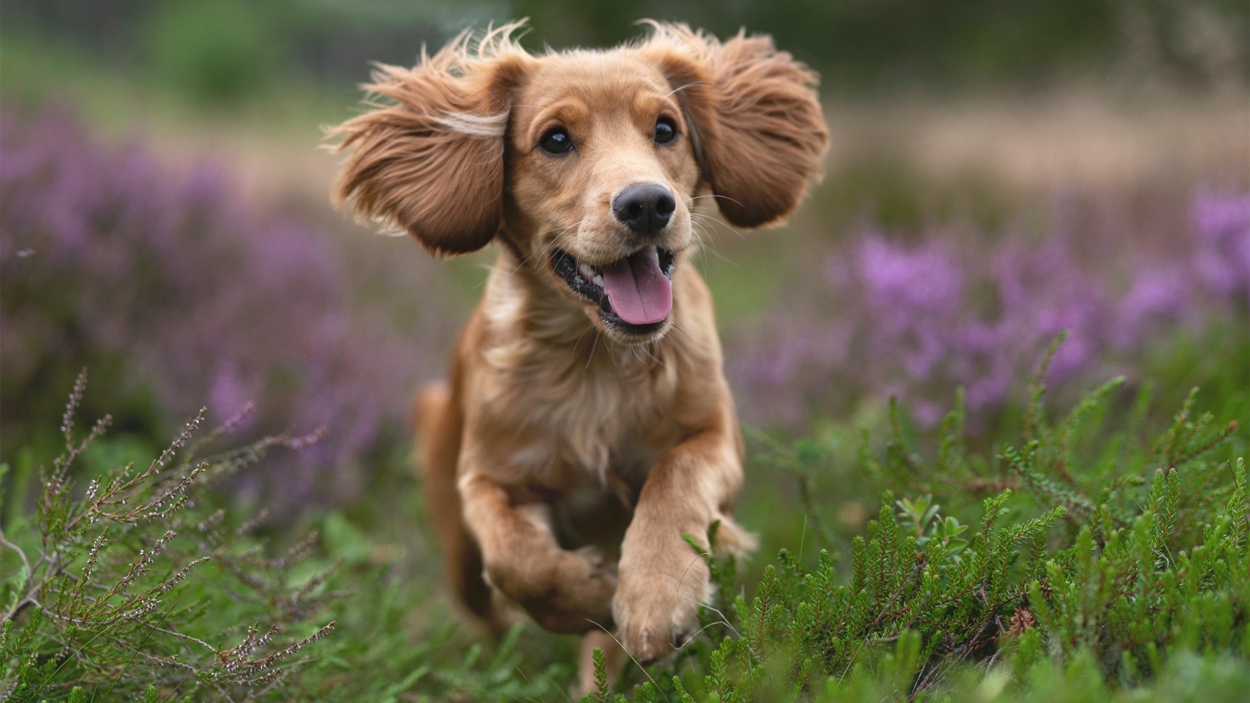 英超争冠神剧本,马里悍将一锤定音,喀麦隆雄狮暗藏玄机