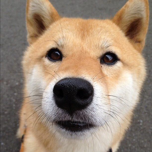 球场上的顿涅茨克,当萨卡的双脚踩踏出乌克兰的双重胜利