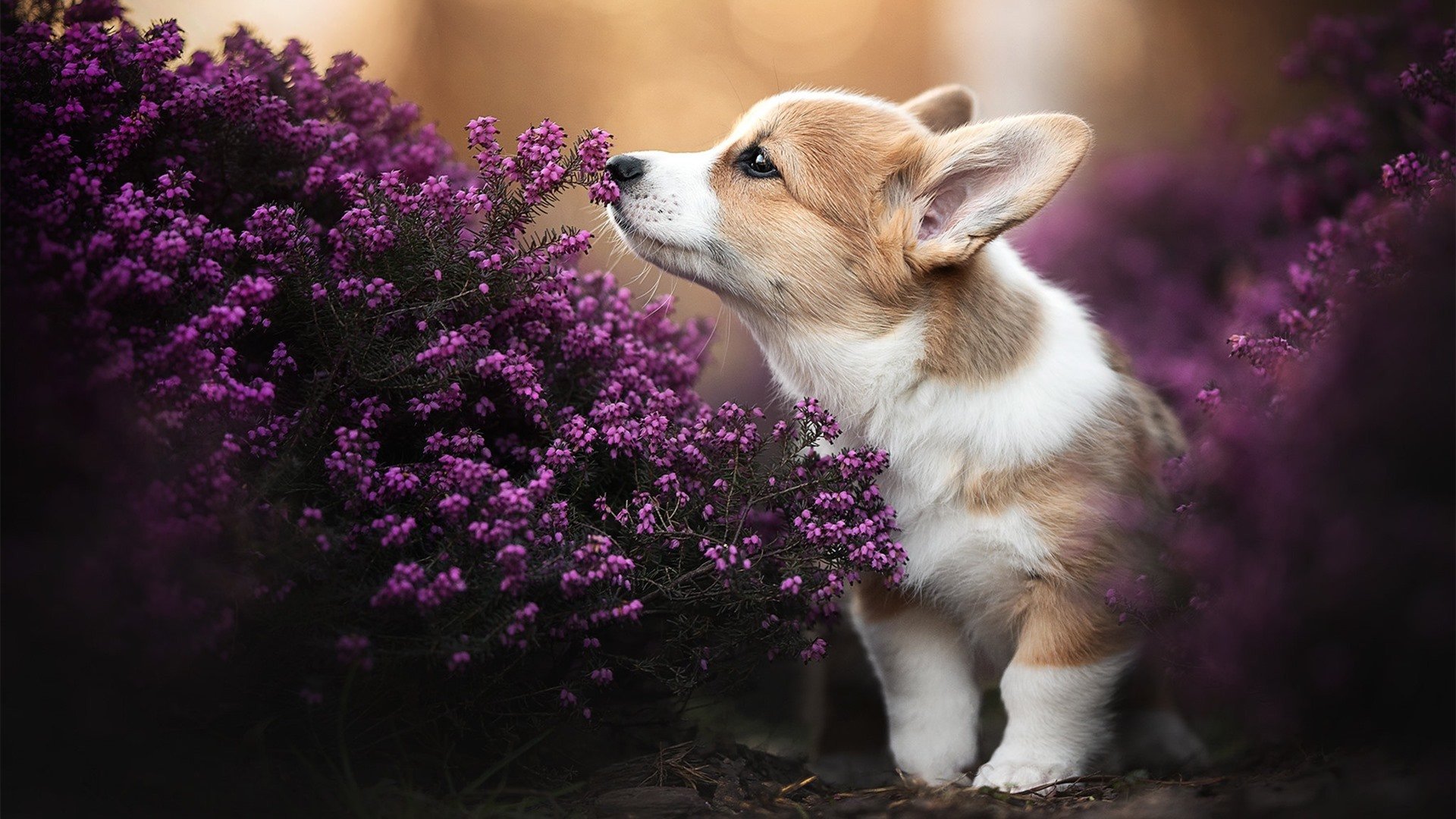 争冠悬念的终局，为何由一位非核心球员来破题？