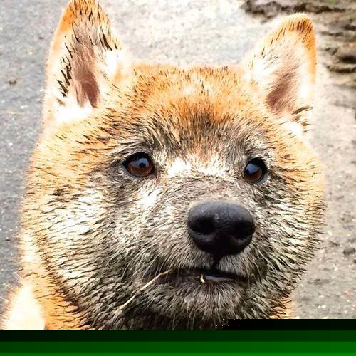 勒沃库森,铁血连胜如何重塑德国足球的权力天平?