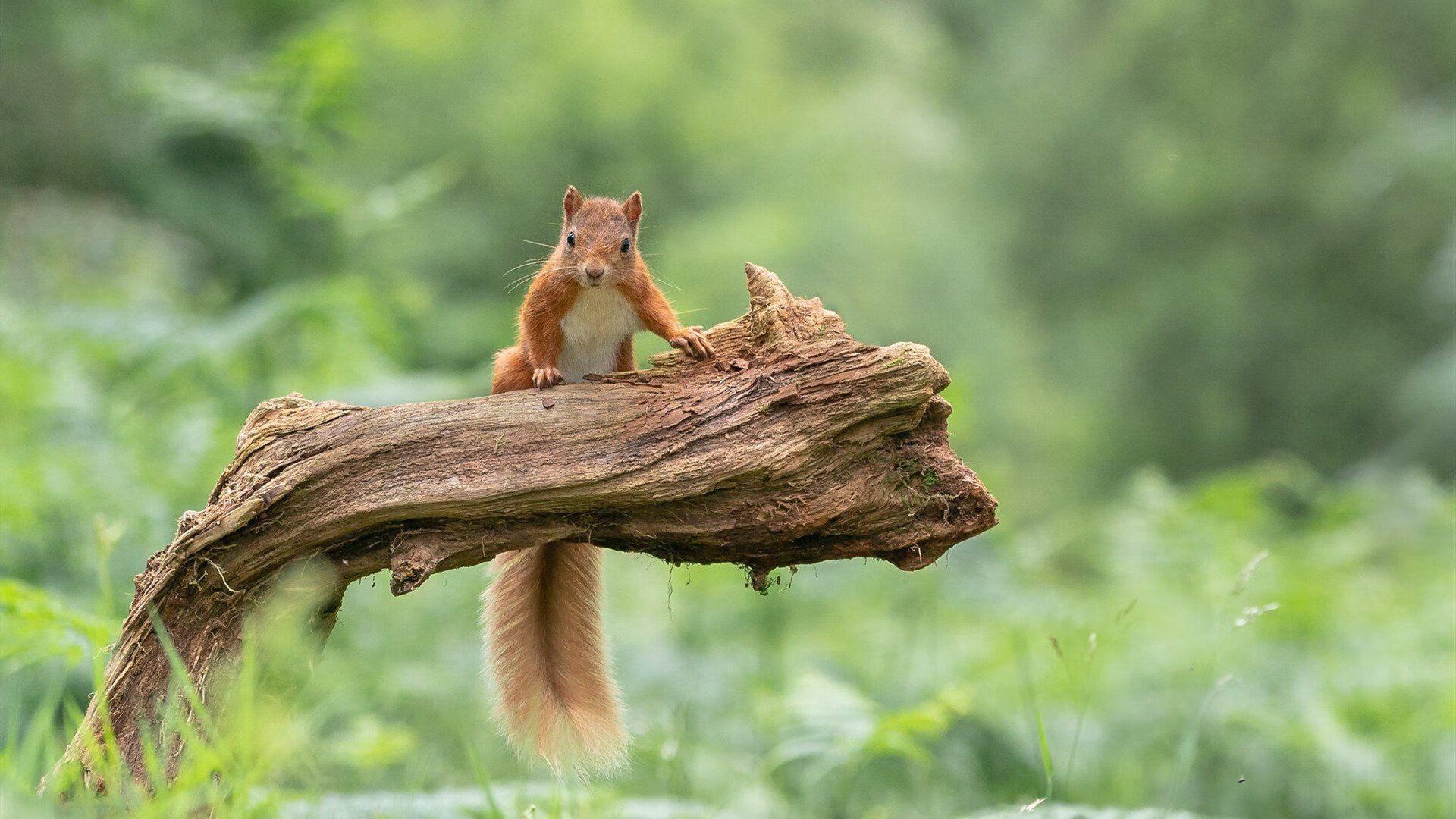 伊拉克制霸澳大利亚,范戴克式防守锁死对手攻势
