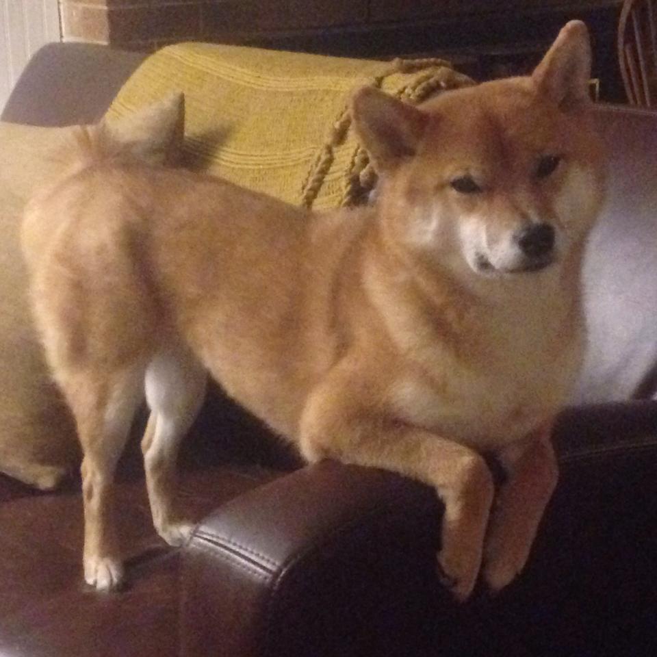 开云体育入口-西卡猛于狮，76人用最古典的方式撕碎湖人伪强队外衣