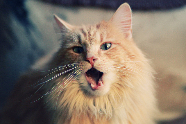 NBA总决赛焦点战，哥伦比亚队惊世击溃新西兰队，改写篮球历史